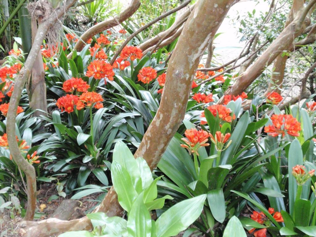 Wharepuke Subtropical Accommodation Kerikeri Dış mekan fotoğraf