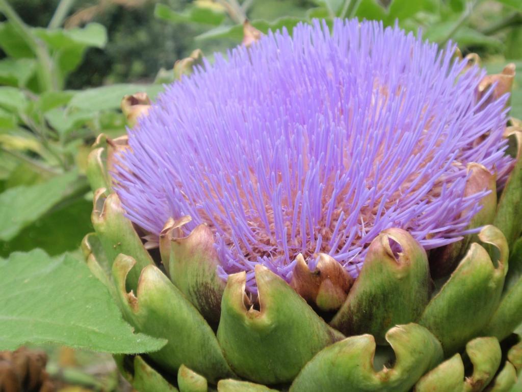 Wharepuke Subtropical Accommodation Kerikeri Dış mekan fotoğraf