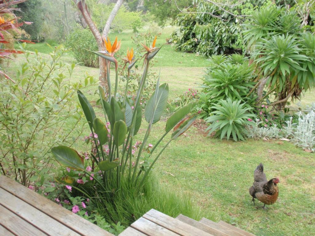Wharepuke Subtropical Accommodation Kerikeri Oda fotoğraf